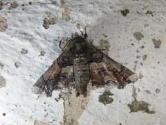 Eutelia adoratrix