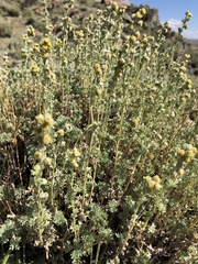 Artemisia obtusiloba