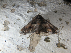 Eutelia adoratrix