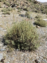 Artemisia obtusiloba