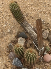 Cactaceae
