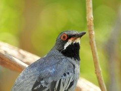 Turdus plumbeus