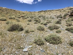 Artemisia obtusiloba