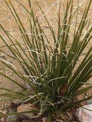 Cactaceae