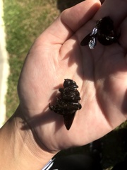Xylocopa artifex