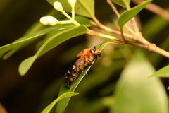 Megacampsomeris binghami