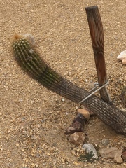 Cactaceae