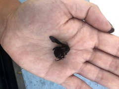 Xylocopa artifex