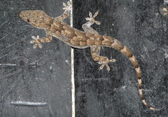 Hemidactylus platycephalus
