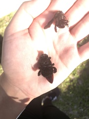 Xylocopa artifex