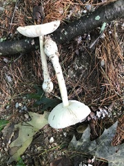 Amanita russuloides