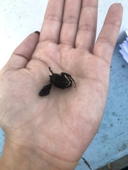 Xylocopa artifex