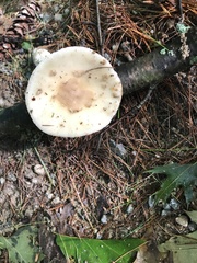 Amanita russuloides