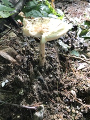 Amanita russuloides