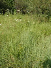 Cicuta virosa