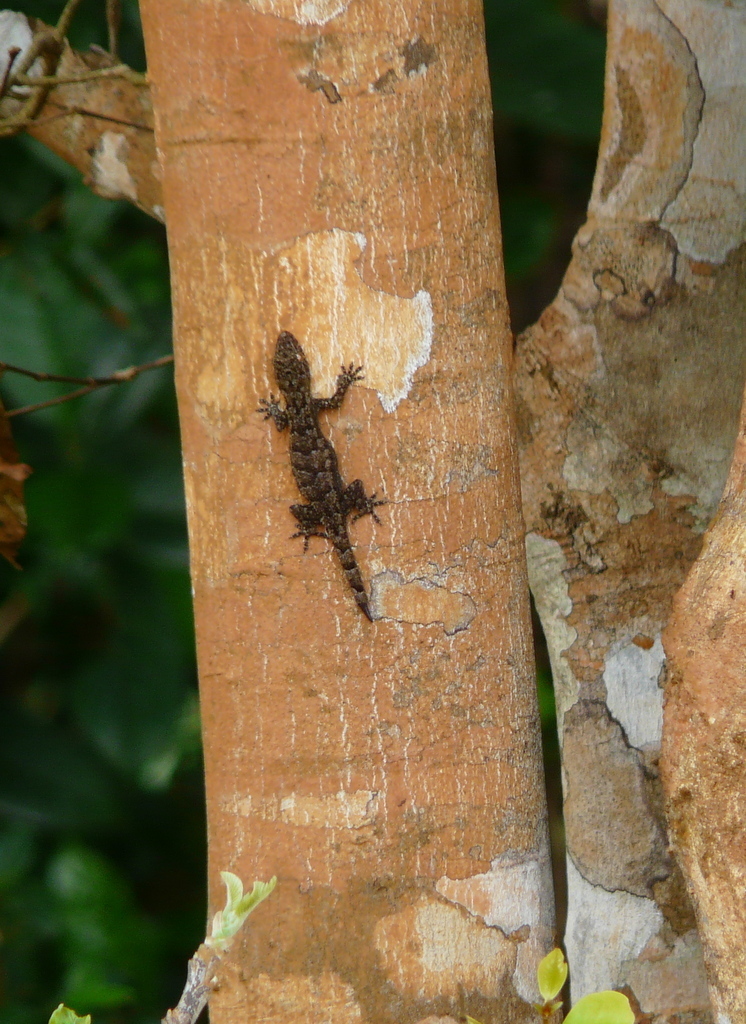 African Gecko