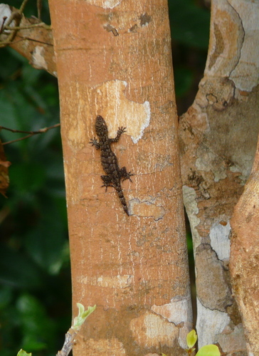Ancylodactylus africanus
