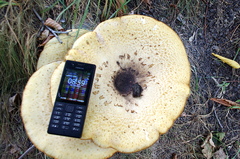 Cerioporus squamosus