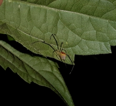 Thwaitesia margaritifera