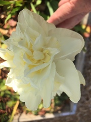 Angiospermae