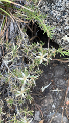 Leptosiphon nuttallii