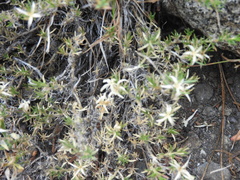 Leptosiphon nuttallii