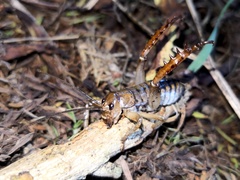 Hemideina ricta