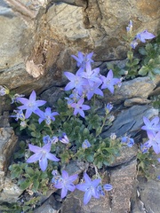Campanula piperi
