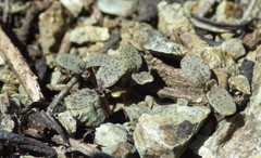 Caulanthus amplexicaulis barbarae