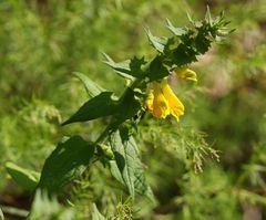 Melampyrum italicum