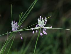 Allium carinatum pulchellum
