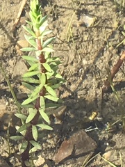 Lysimachia maritima
