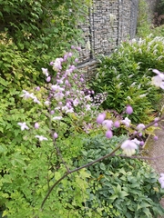 Thalictrum delavayi