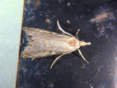 Euchromius bella