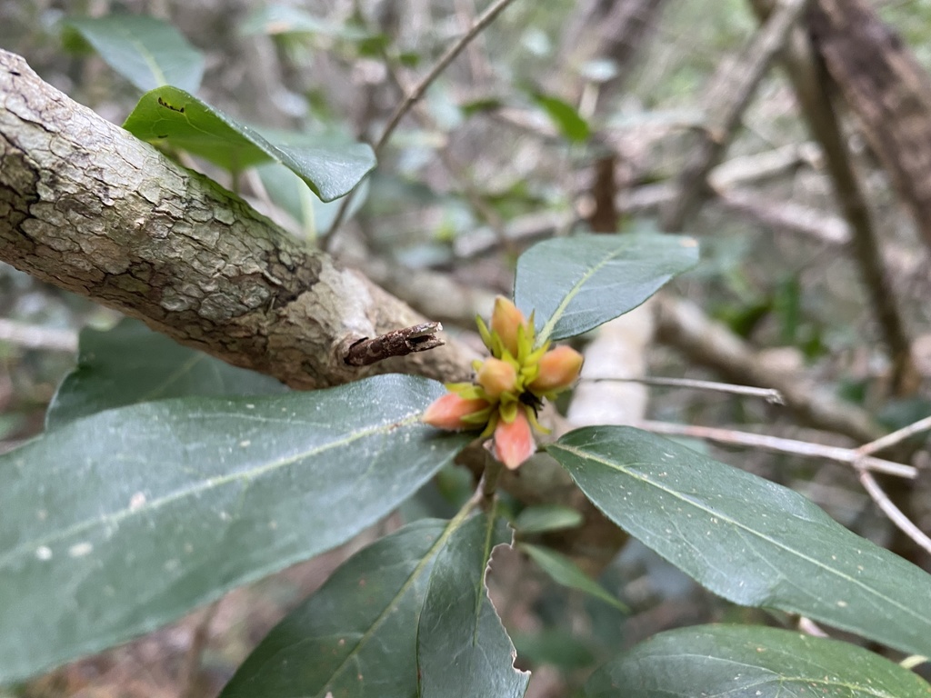 Wild Pomegranate from Horsehead Trail, Plettenberg Bay, WC, ZA on July