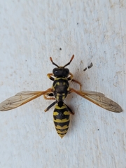 Polistes dominula