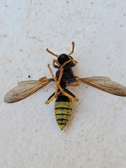 Polistes dominula