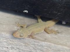 Hemidactylus