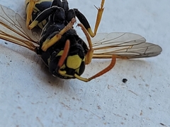 Polistes dominula