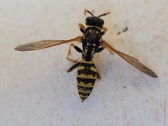 Polistes dominula