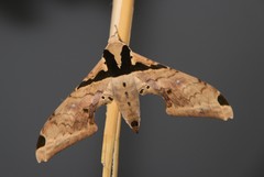 Adhemarius eurysthenes