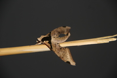 Adhemarius eurysthenes