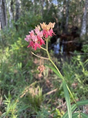 Asclepias lanceolata × rubra