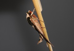 Adhemarius eurysthenes