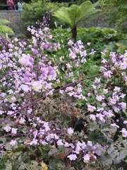 Thalictrum delavayi