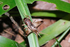Macroteleogryllus