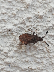 Strobilotoma typhaecornis