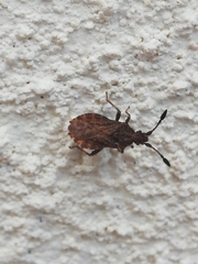 Strobilotoma typhaecornis
