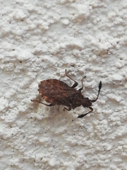 Strobilotoma typhaecornis