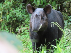 Tapirus pinchaque